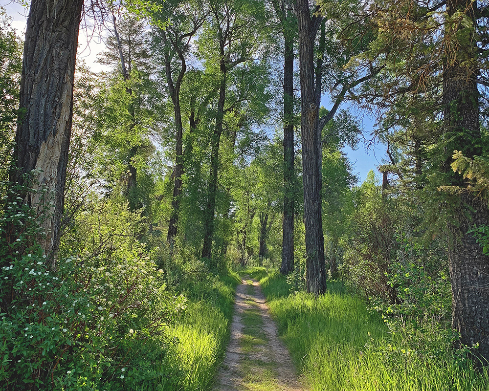 Trail in Falls Campground 