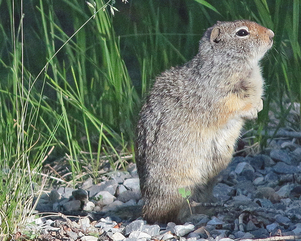 Uinta Ground Squirrel Urocitellus armatus 