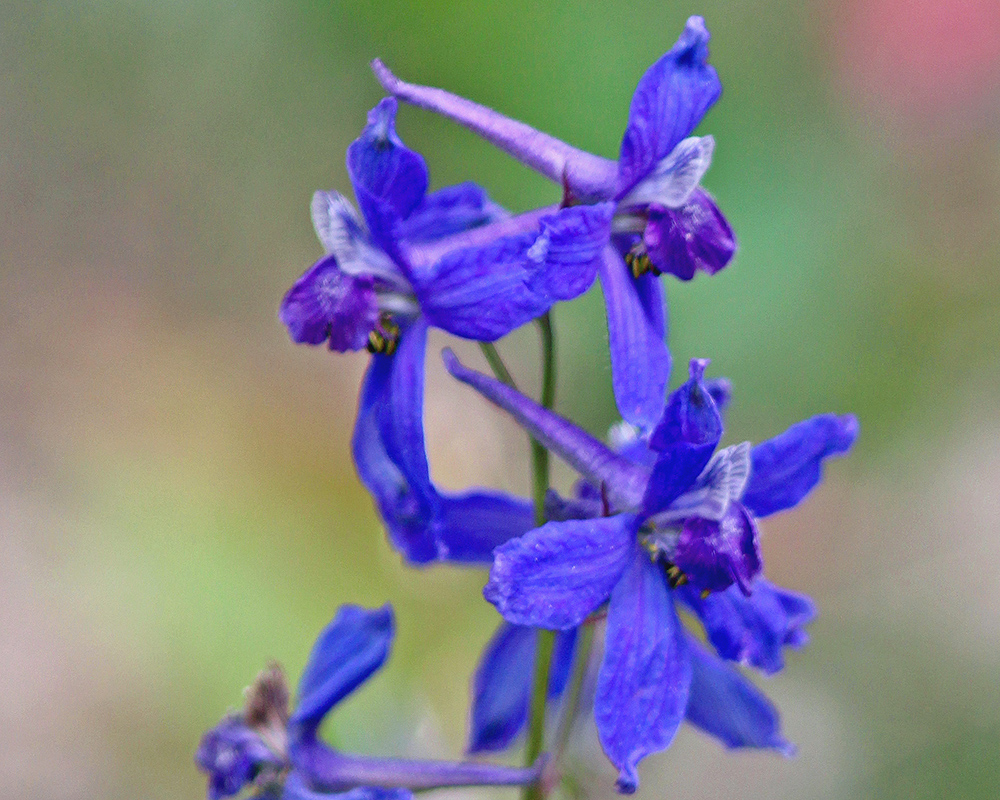 Upland Larkspur 