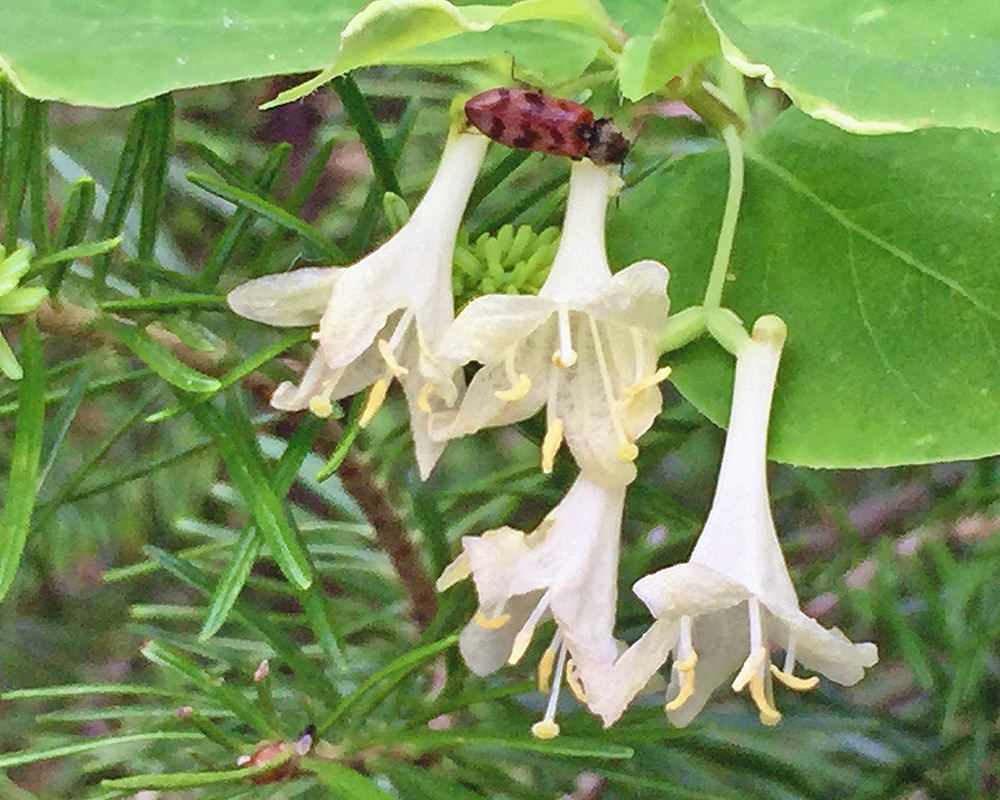 Utah Honeysuckle 