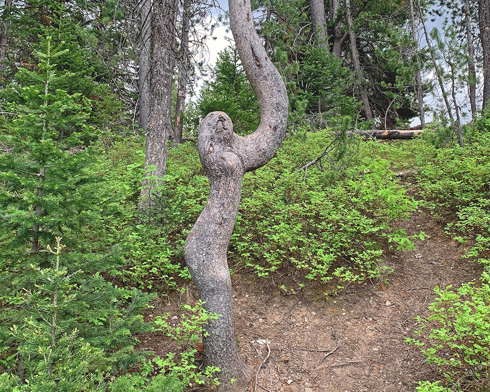 Weird Tree south Leigh Lake 