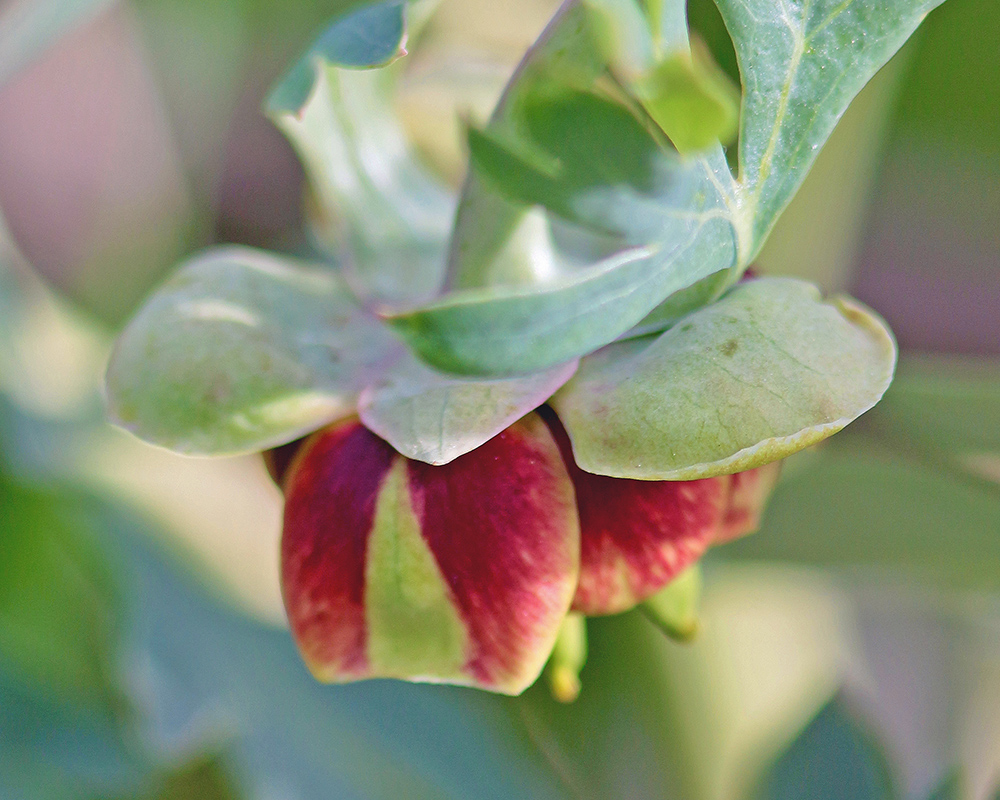 Western Peony Paeonia brownii 