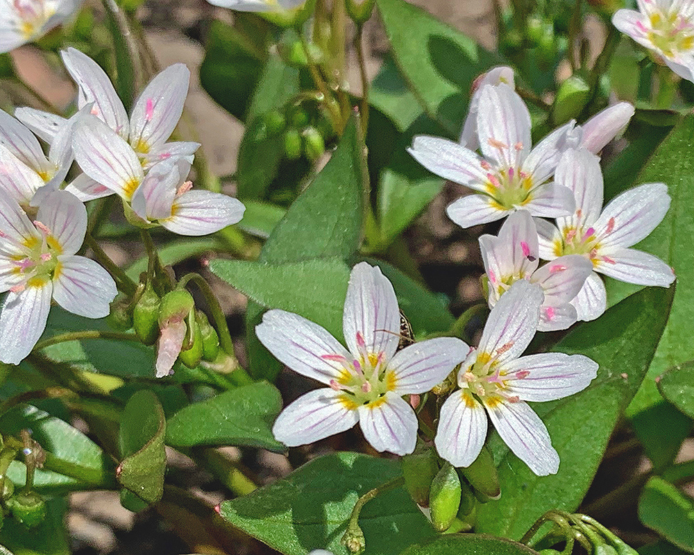 Western Spring Beauty 