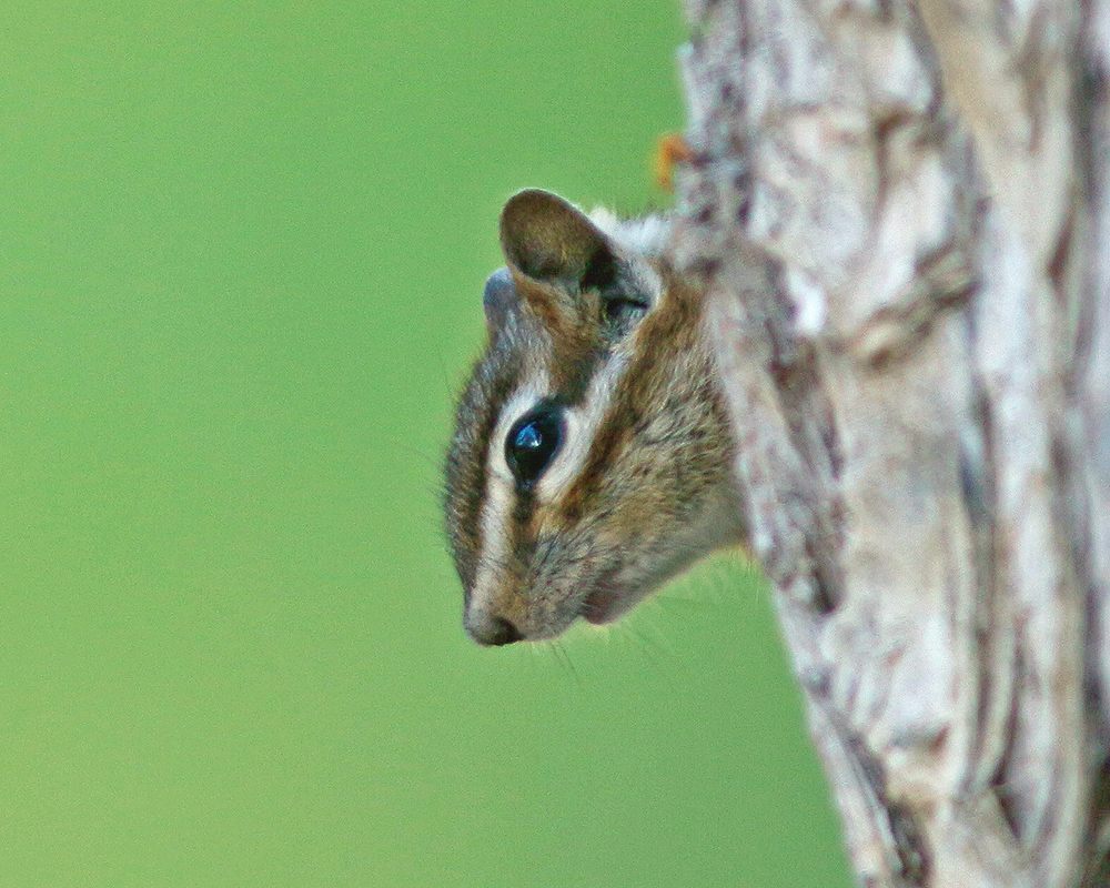Yellow-pine Chipmunk peeking 