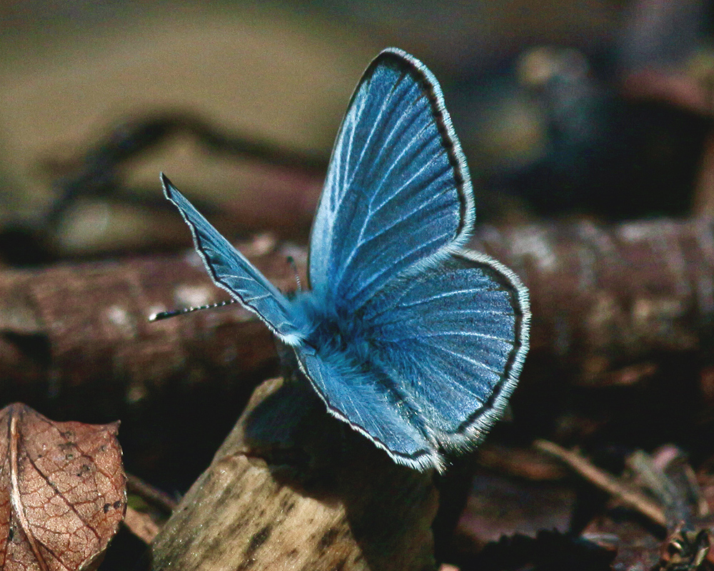 plebejus saepiolus 