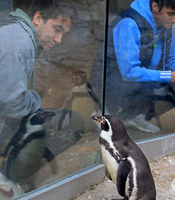 Arthur and a Humboldt penguin look at each other through a window, only about 20 centimeters apart.