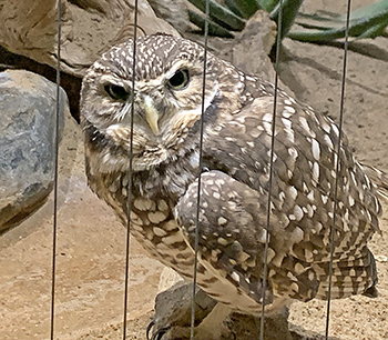 The burrowing owl seems curious as it turns its head to view the onlookers.