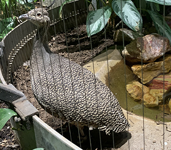 The Tinamou looks out from its cage.