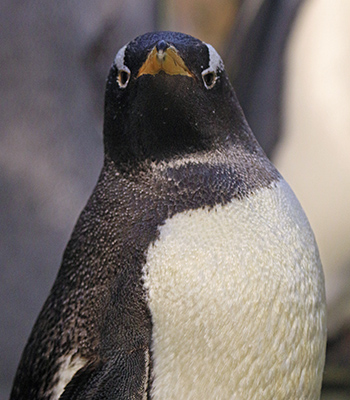 Gentoo penguin is looking at me.