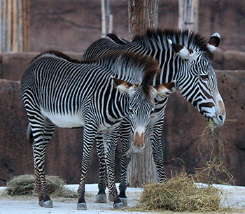 Two Grevy's Zebras enjoy some hay.
