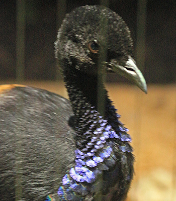 The Grey-winged Trumpeter has some purple irridescent feathers on its neck, but is otherwise a very dark (almost black) grey color