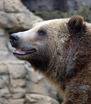 Grizzly Bear