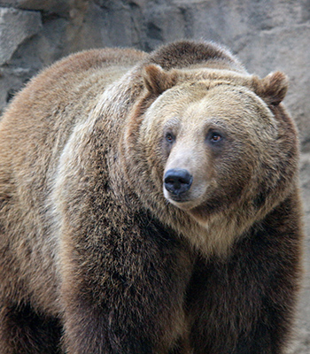 Grizzly Bear at the St. Louis Zoo