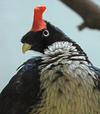 SThe Horned Guan seems to be looking at me down below it