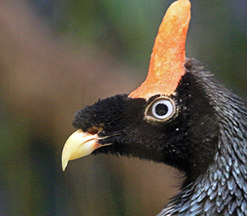 View of the profile of the Guan with its horn sticking up and its beak curving down