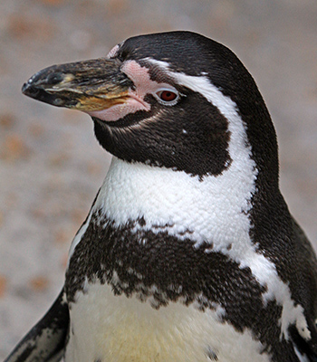 Humboldt Penguin (Spheniscus humboldti)