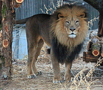 Male lion looks at me as I photograph him.