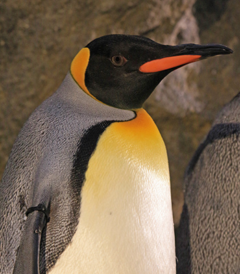 King Penguin