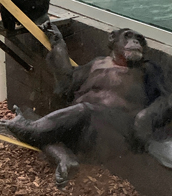 The chimpanzee male seems relaxed as it reclines with its legs crossed in a casual pose.