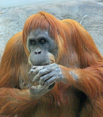The female orangutan seems pensive