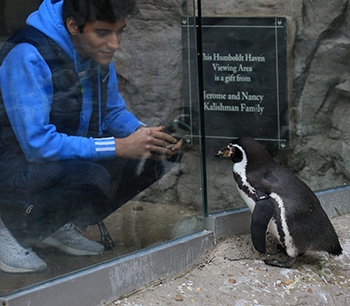 Milan gets a close look at a Humboldt penguin