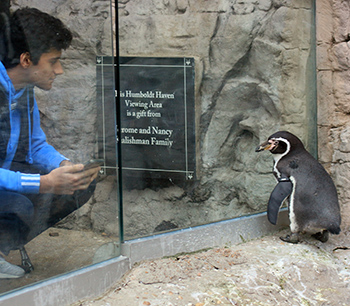 Milan with Humboldt Penguin