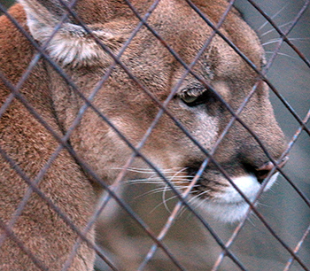 Mountain lion looks tired as it watches through the fence