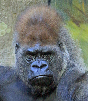 The gorilla is seen close up as it looks at me. It has an intelligent face.