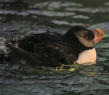 This young horned puffin is splashing in the water