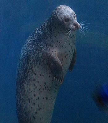 Harbor seal seems to be standing up in the water