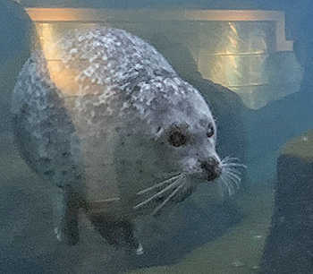 Harbor seal approaches the window to get a close look at us