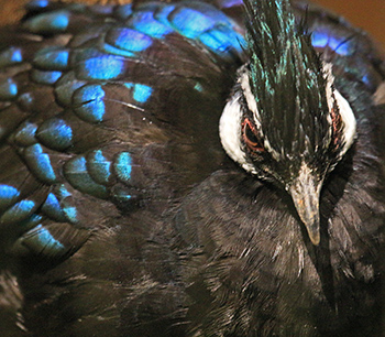 Palawan peacock-pheasant has irridescent blue feather tips