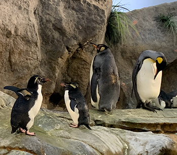 Rock Hopper Penguins and King Penguins