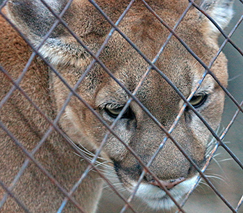 The mountain lion has downcast eyes and seems sleepy or sad