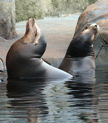 Sea lions looking relaxed