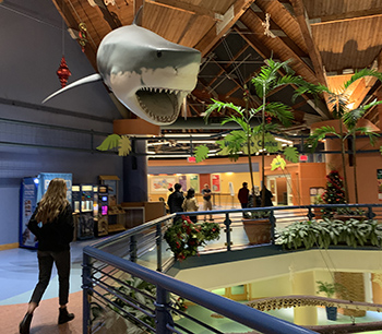 Rose walks under a massive shark model hanging from the roof