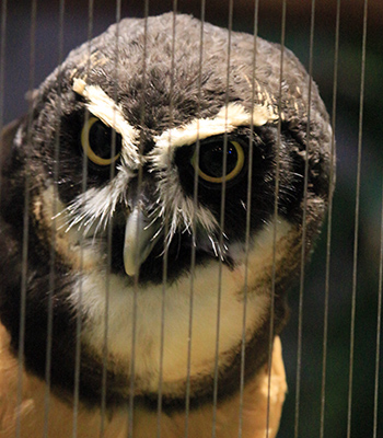 Spectacled Owl at the St. Louis Zoo