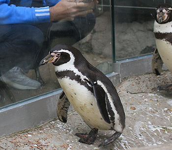 Humboldt penguins walking in the Humboldt Haven habitat
