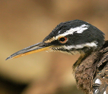 The sunbittern has a long beak and a white stripe above its eye