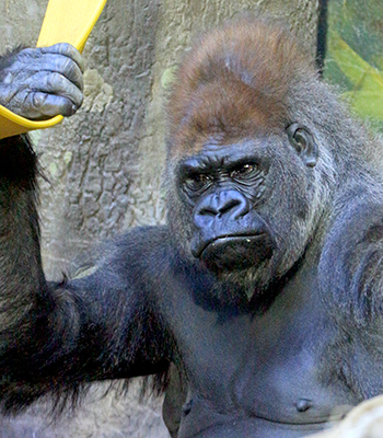 The gorilla has expressions similar to a human face, and it seems to be thinking.