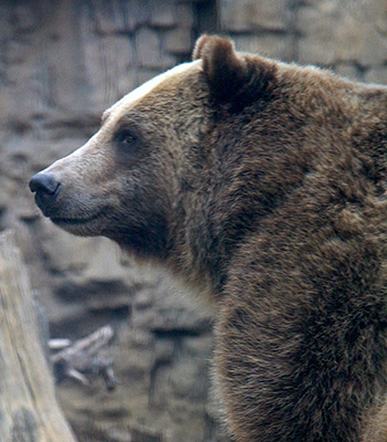 Grizzly Bear