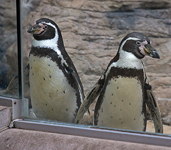 Two Humboldt penguins peering through glass