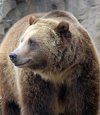 Grizzly Bear at the St. Louis Zoo