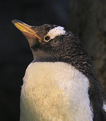 A young gentoo penguin