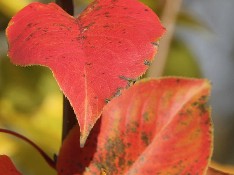 A pear leaf has a red color with speckles of brown, and it is surrounded by yellow leaves out of focus