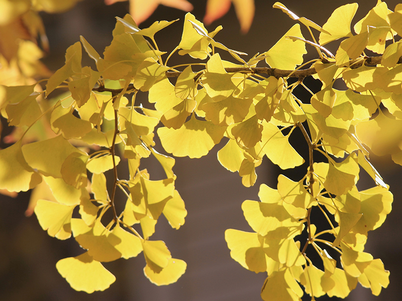 A pear leaf has a red color with speckles of brown, and it is surrounded by yellow leaves out of focus