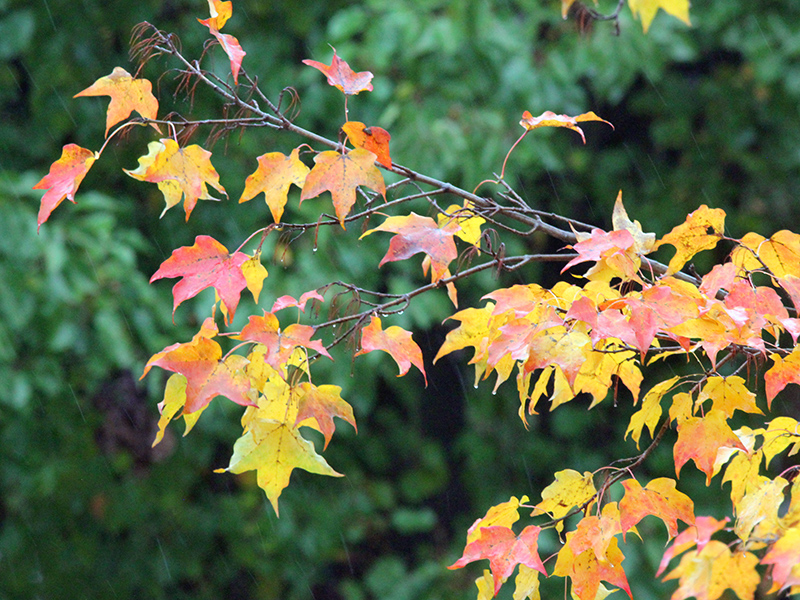 A pear leaf has a red color with speckles of brown, and it is surrounded by yellow leaves out of focus