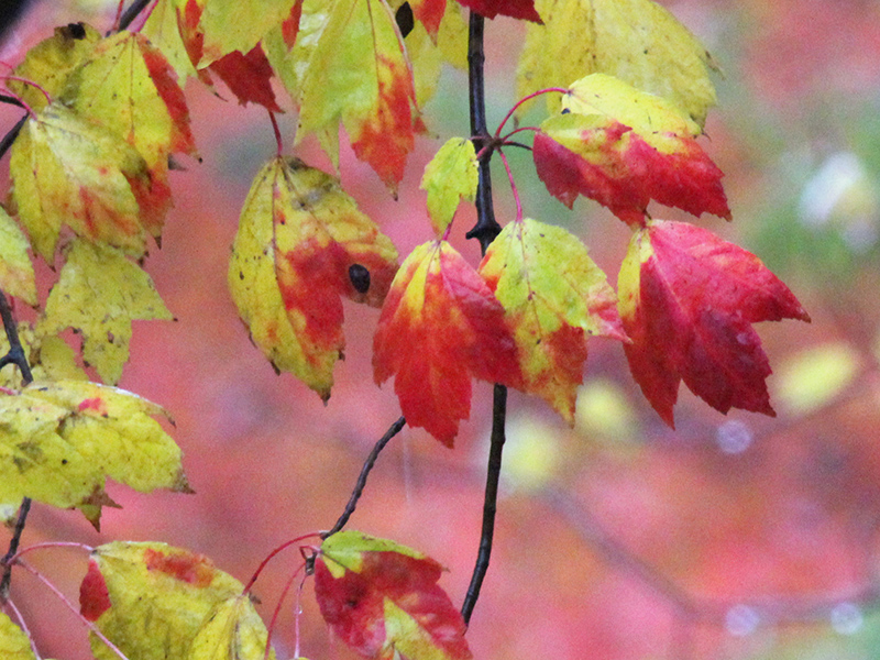 A pear leaf has a red color with speckles of brown, and it is surrounded by yellow leaves out of focus