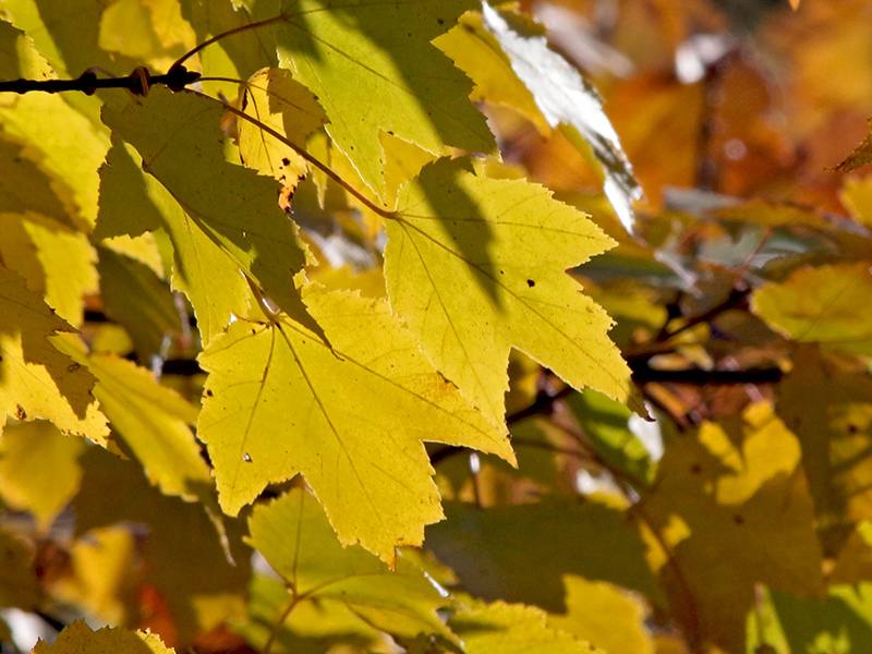A yellow cluster of leaves with sunlight shining through