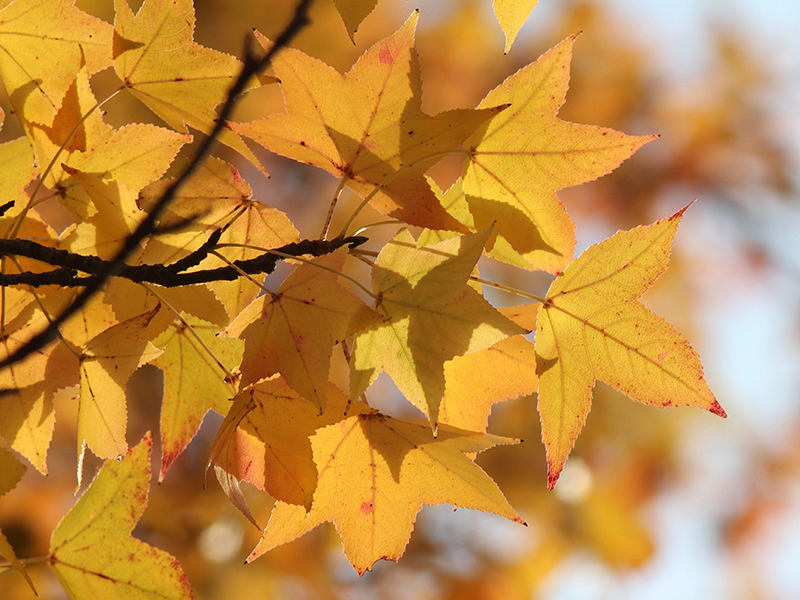 A pear leaf has a red color with speckles of brown, and it is surrounded by yellow leaves out of focus